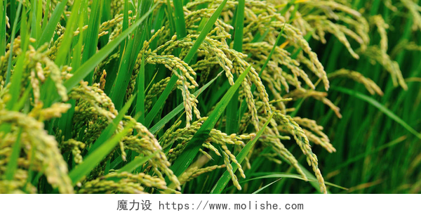成熟水稻特写稻田种植水稻